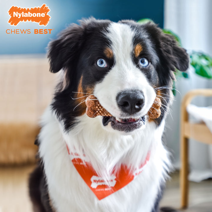 Nylabone Healthy Edibles Meaty Center All-Natural Long Lasting Chew Treats Beef Medium (2 Count)