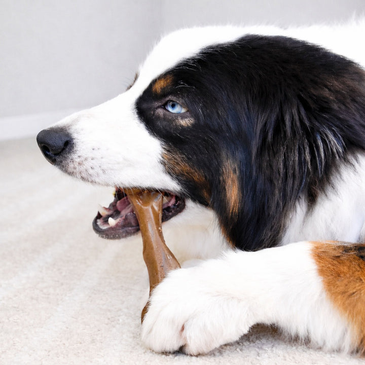 Nylabone Strong Chew Femur Bone Dog Chew Toy Made with Real Bison &amp; Venison Large (1 Count)