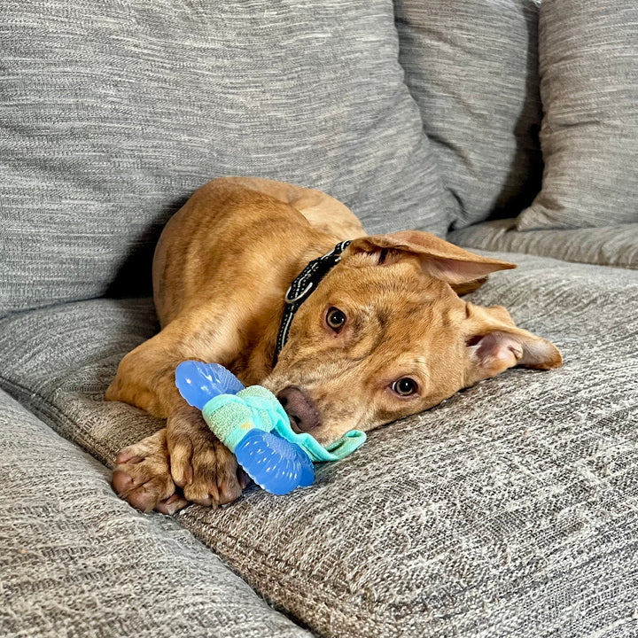 Nylabone Puppy Chew 2-in-1 Teething Freezer Bone Cloth Chew Toy Peanut Butter Blue Small (1 Count)