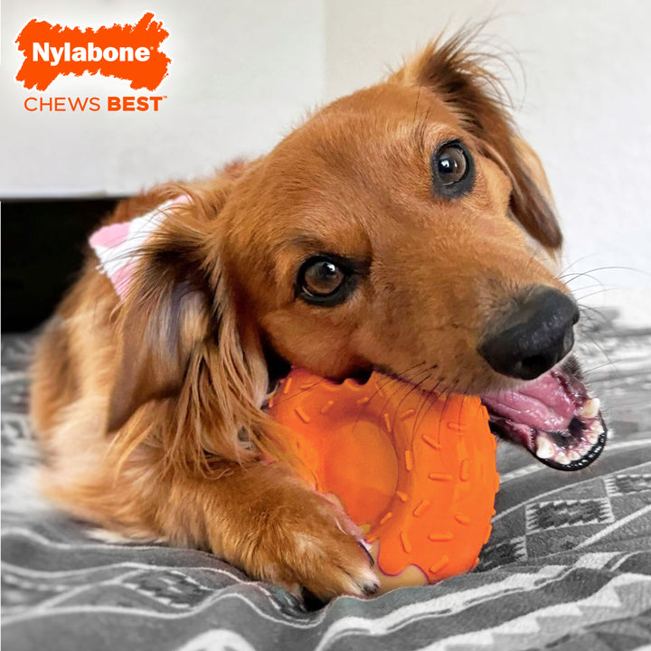 Nylabone Power Chew Donut Dog Chew Toy 70th Birthday Orange Pumpkin &amp; Peanut Butter Large (1 Count)
