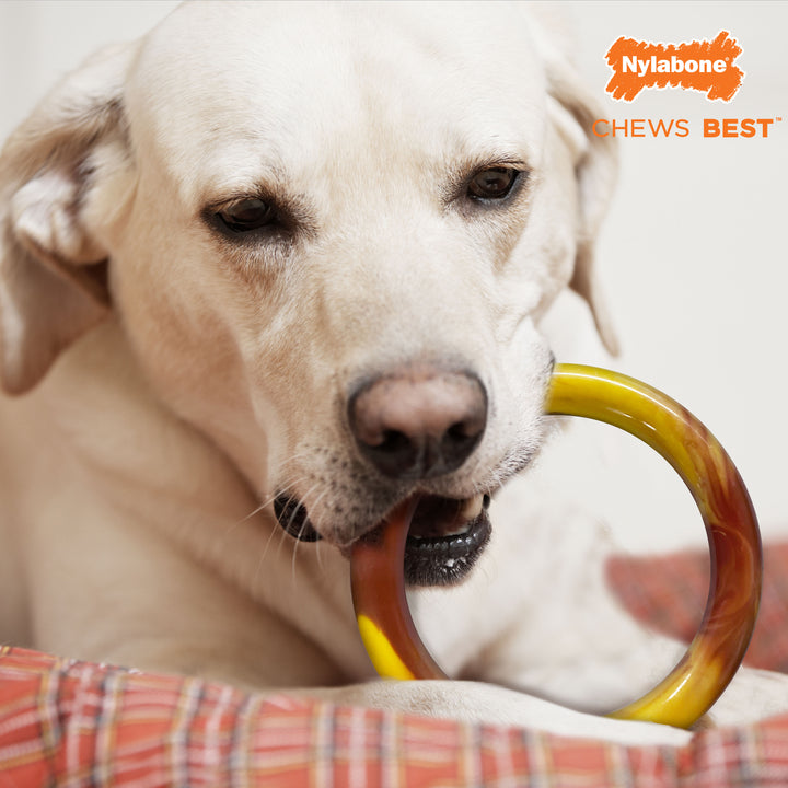 Nylabone Power Chew Flavor Frenzy Ring Dog Chew Toy Bacon Cheeseburger Large (1 Count)