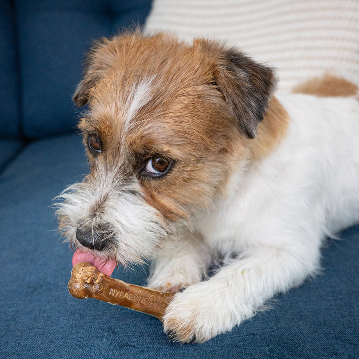 Nylabone Healthy Edibles All-Natural Long Lasting Chew Treats Roast Beef X-Small (8 Count)