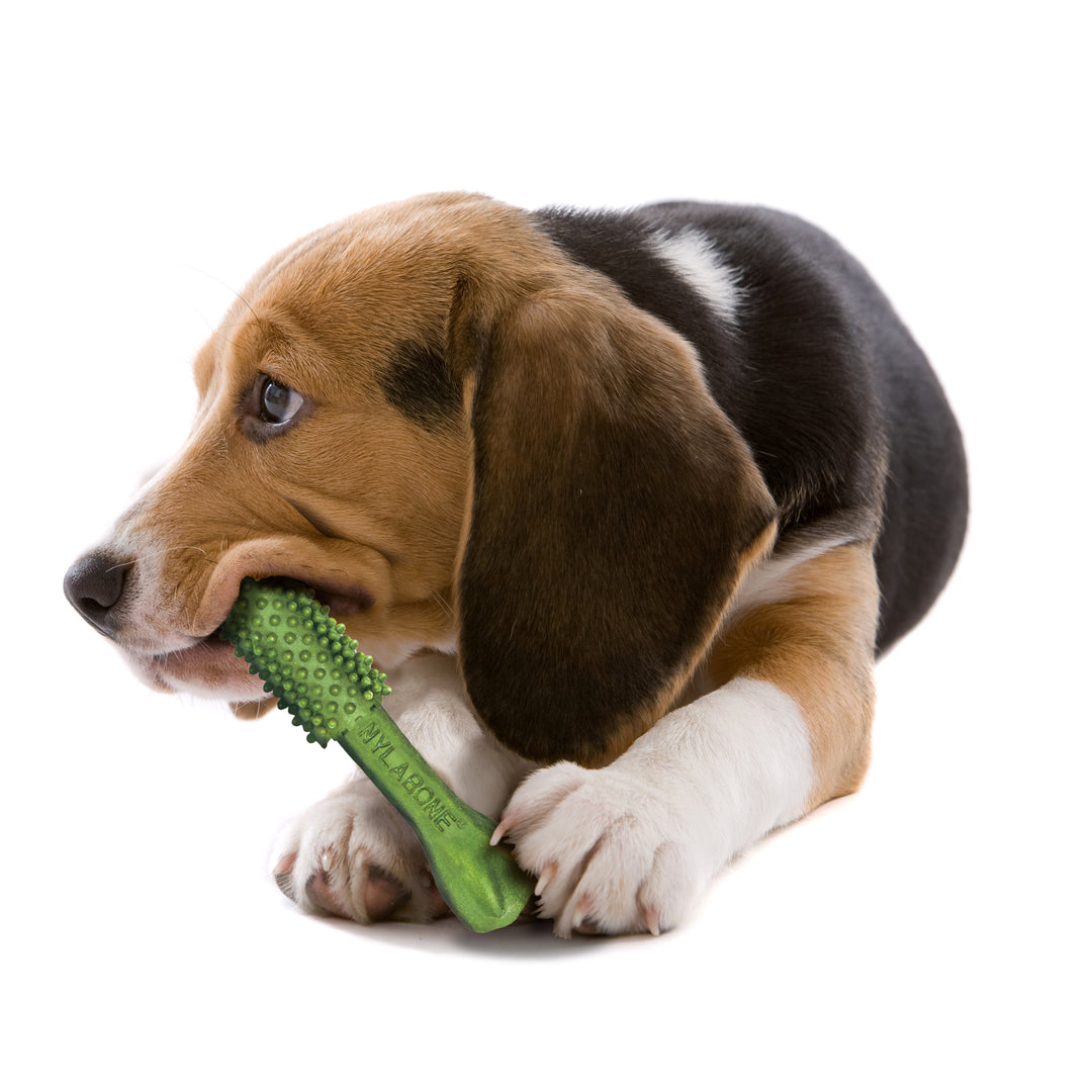 Nylabone Nutri Dent Fresh Breath Flavored Dental Dog Chew Treats Medium (40 Count)