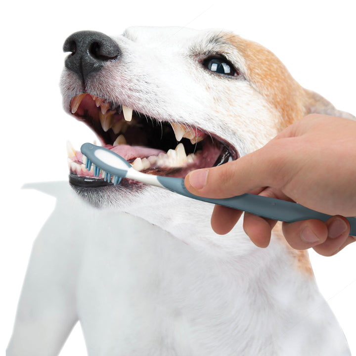 Nylabone Advanced Oral Care Dog Dental Kit Original 2.5 Ounce (3 Count)
