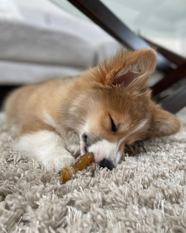 Nylabone Puppy Chew Teething Bone &amp; Ring Bone Chew Toy Chicken Medium (2 Count)