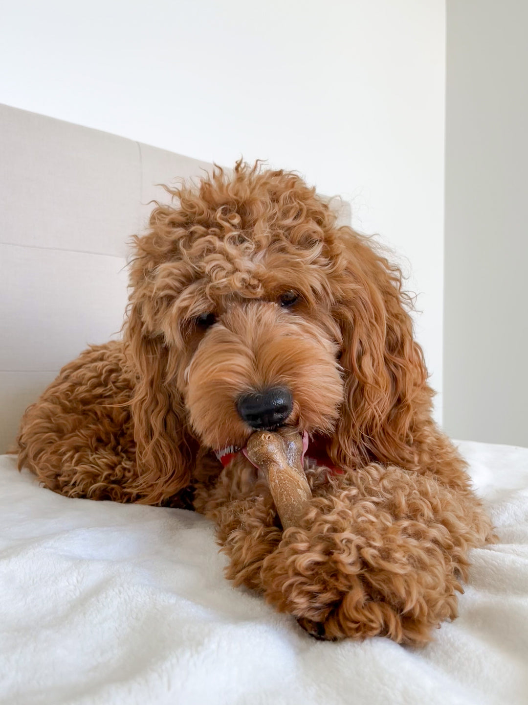 Nylabone Healthy Edibles All-Natural Long Lasting Chew Treats Bacon Medium (2 Count)