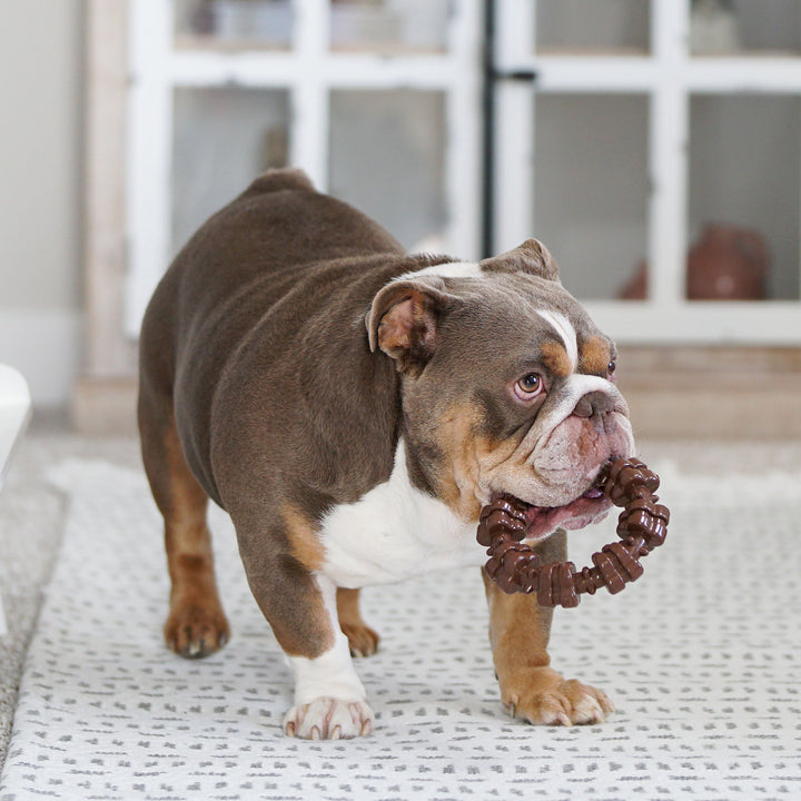 Nylabone Power Chew Textured Ring Dog Chew Toy Flavor Medley X-Large (1 Count)