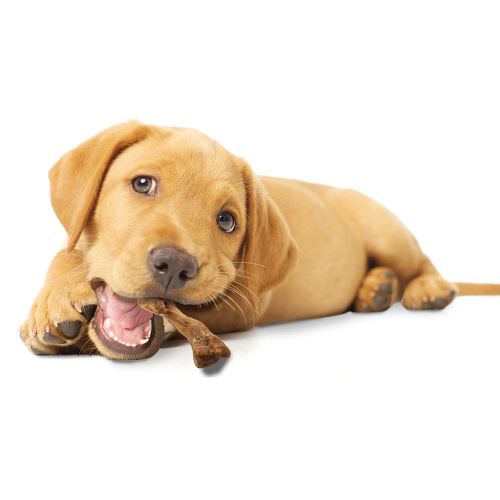 Nylabone Healthy Edibles WILD All-Natural Long Lasting Puppy Chew Treats Turkey Small (4 Count)