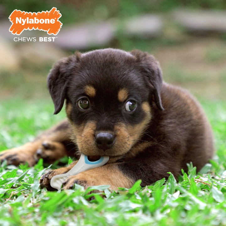 Nylabone Puppy Power Chew Knuckle Bone Pop-In Treat Toy &amp; Treat Combo Chicken X-Small (1 Count)