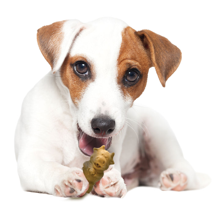 Nylabone Healthy Edibles All-Natural Long Lasting Puppy Chew Treats Lamb &amp; Apple Small (12 Count)