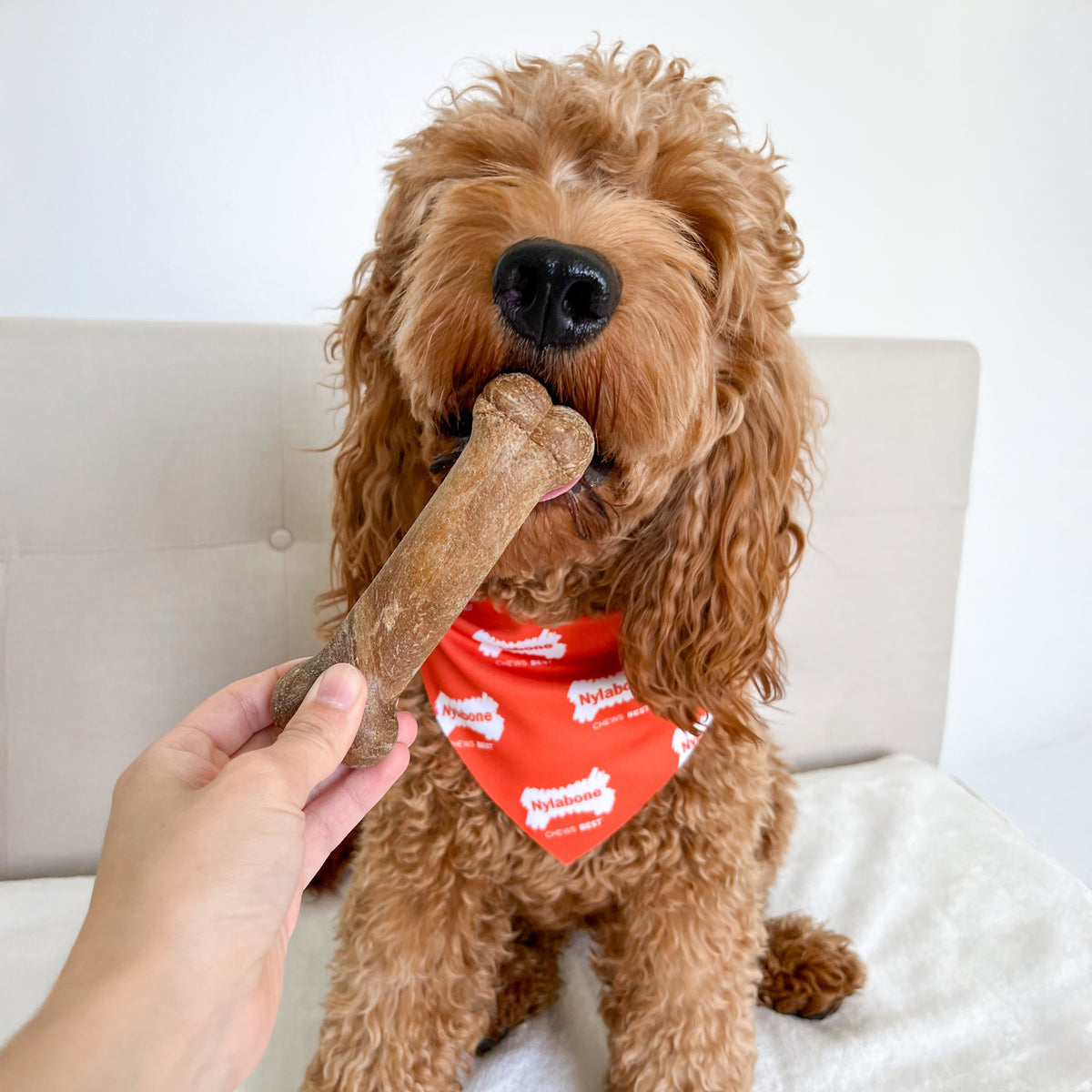 Nylabone Healthy Edibles All-Natural Long Lasting Chew Treats Bacon Medium (12 Count)