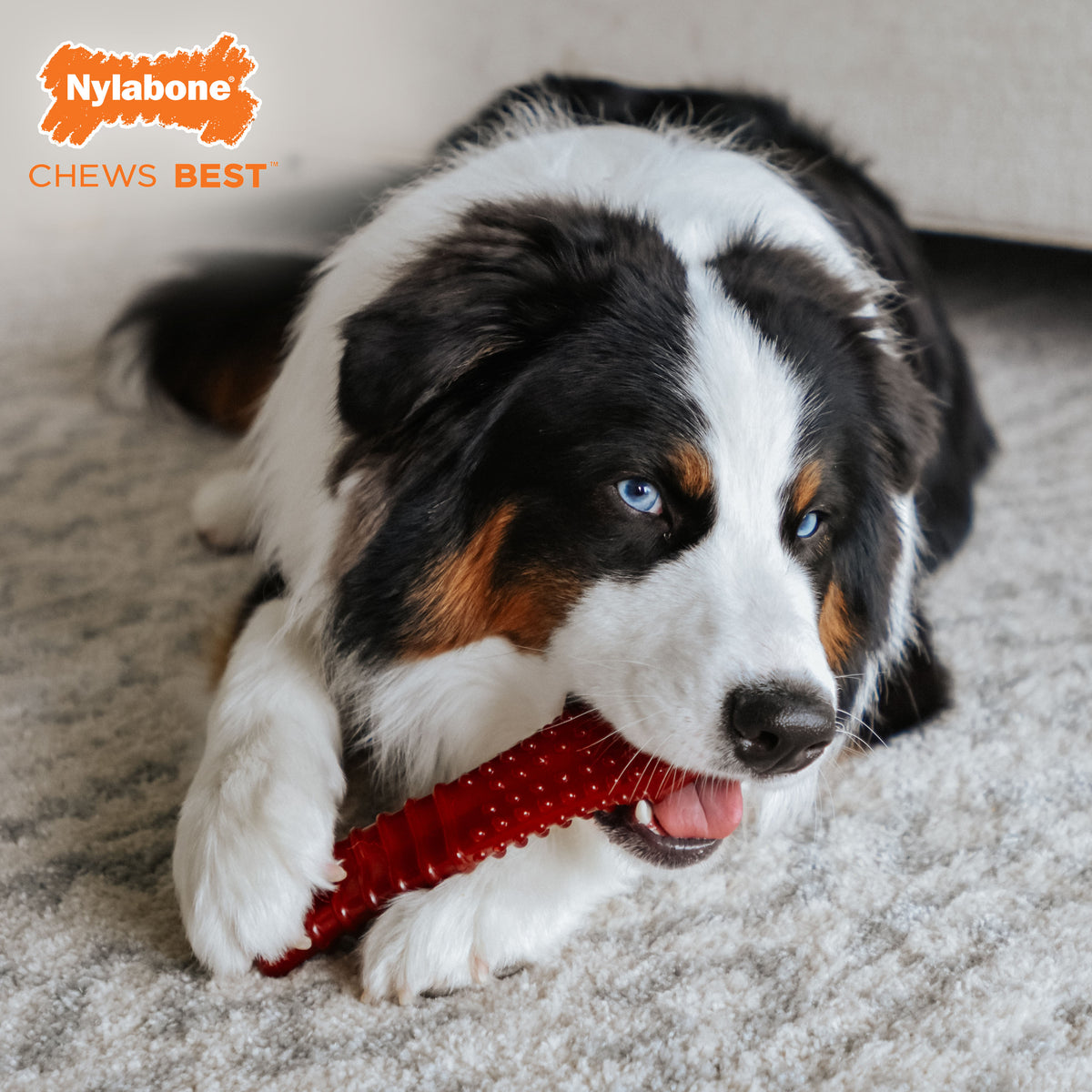 Nylabone Power Chew Basted Blast Textured Bone Dog Chew Toy Bacon & Steak X-Large (1 Count)