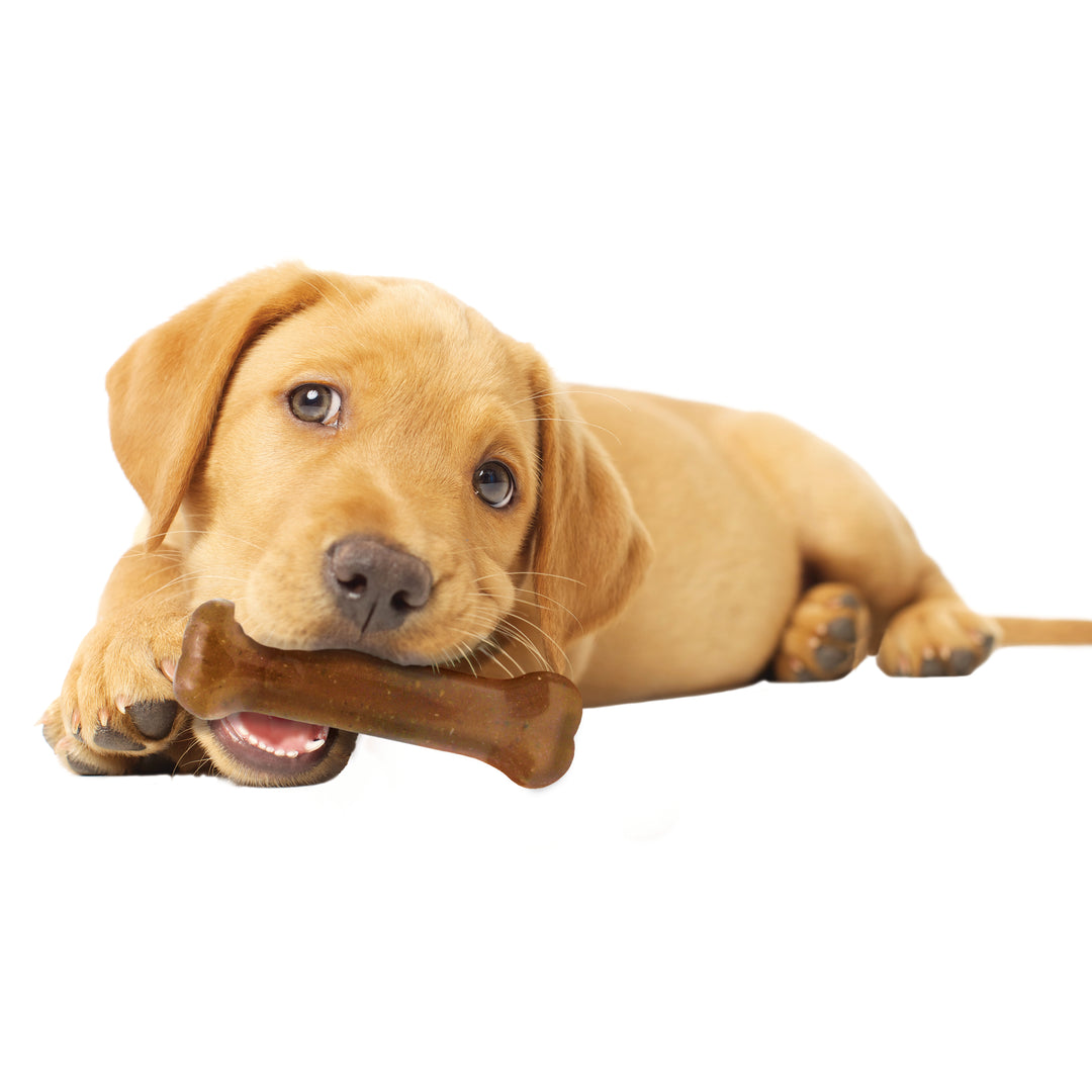 Nylabone Puppy Chew Starter Kit Chew Toy with Chew Treat Chicken &amp; Bacon Small (3 Count)