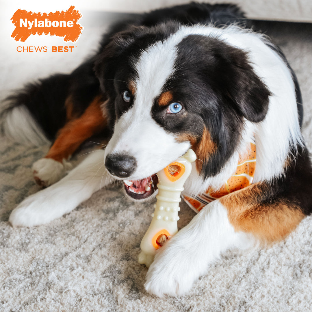 Nylabone All-Natural Pop-In Dog Treat Refills Chicken All Sizes (90 Count)