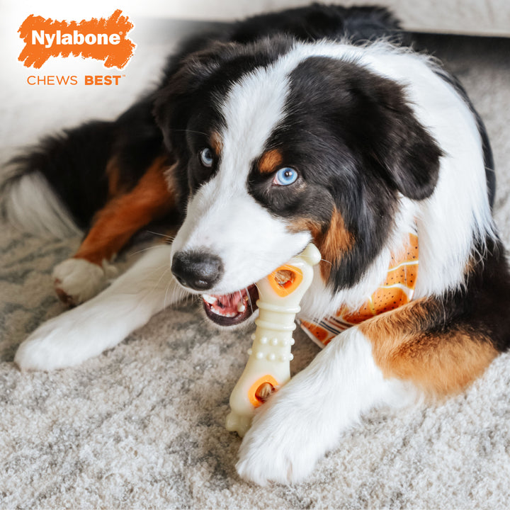 Nylabone All-Natural Pop-In Dog Treat Refills Chicken All Sizes (90 Count)