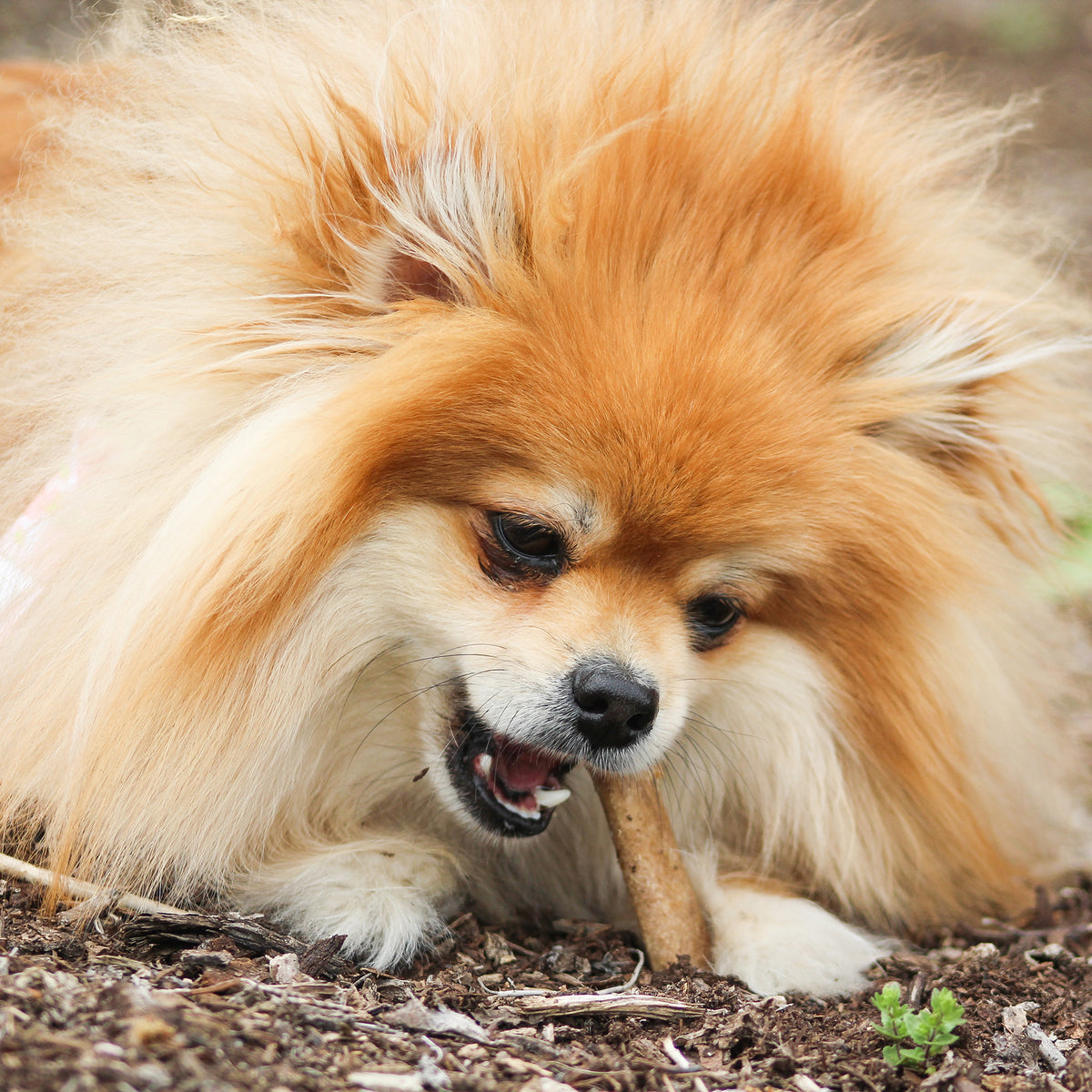 Nylabone Healthy Edibles All-Natural Long Lasting Chew Treats Chicken X-Small (8 Count)