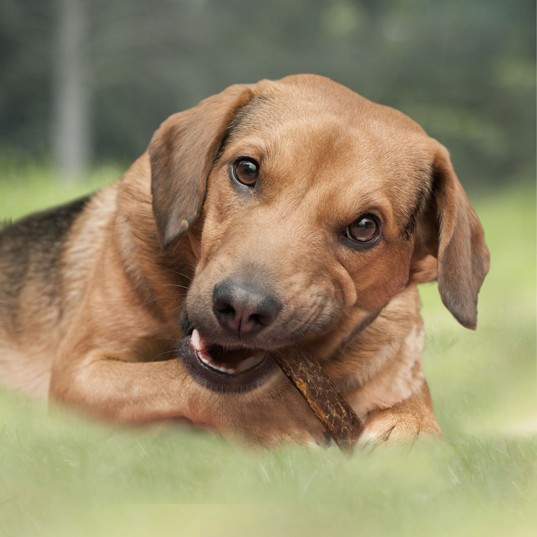 Cadet Slim Cut 100% Beef Strips for Dogs 2.8 Ounce