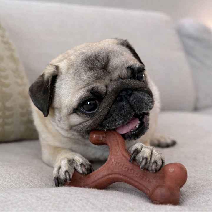 Nylabone Strong Chew Wishbone Dog Chew Toy Made with Real Bacon Small (1 Count)