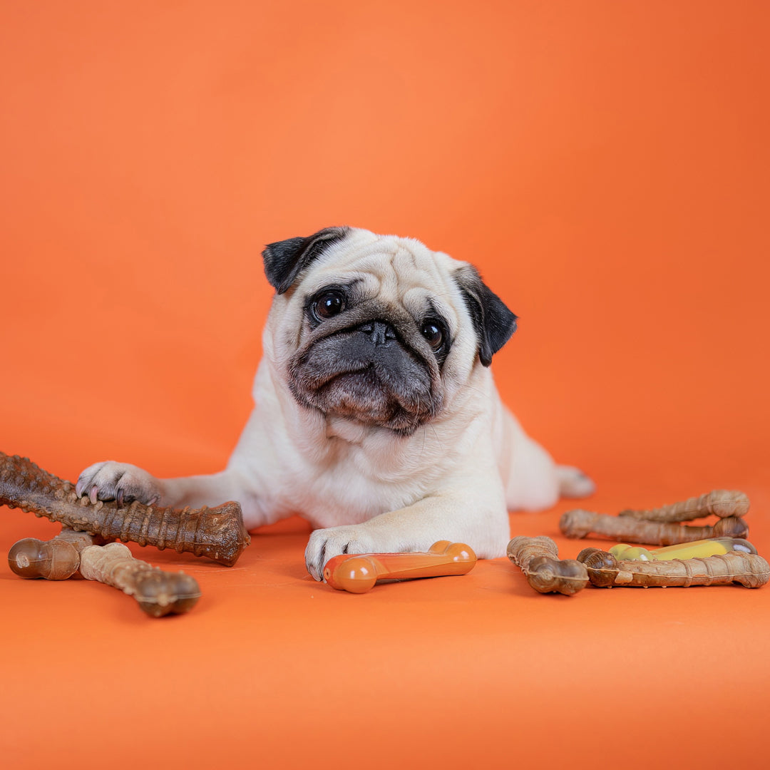 Nylabone Healthy Edibles All-Natural Long Lasting Chew Treats Bacon Medium (12 Count)