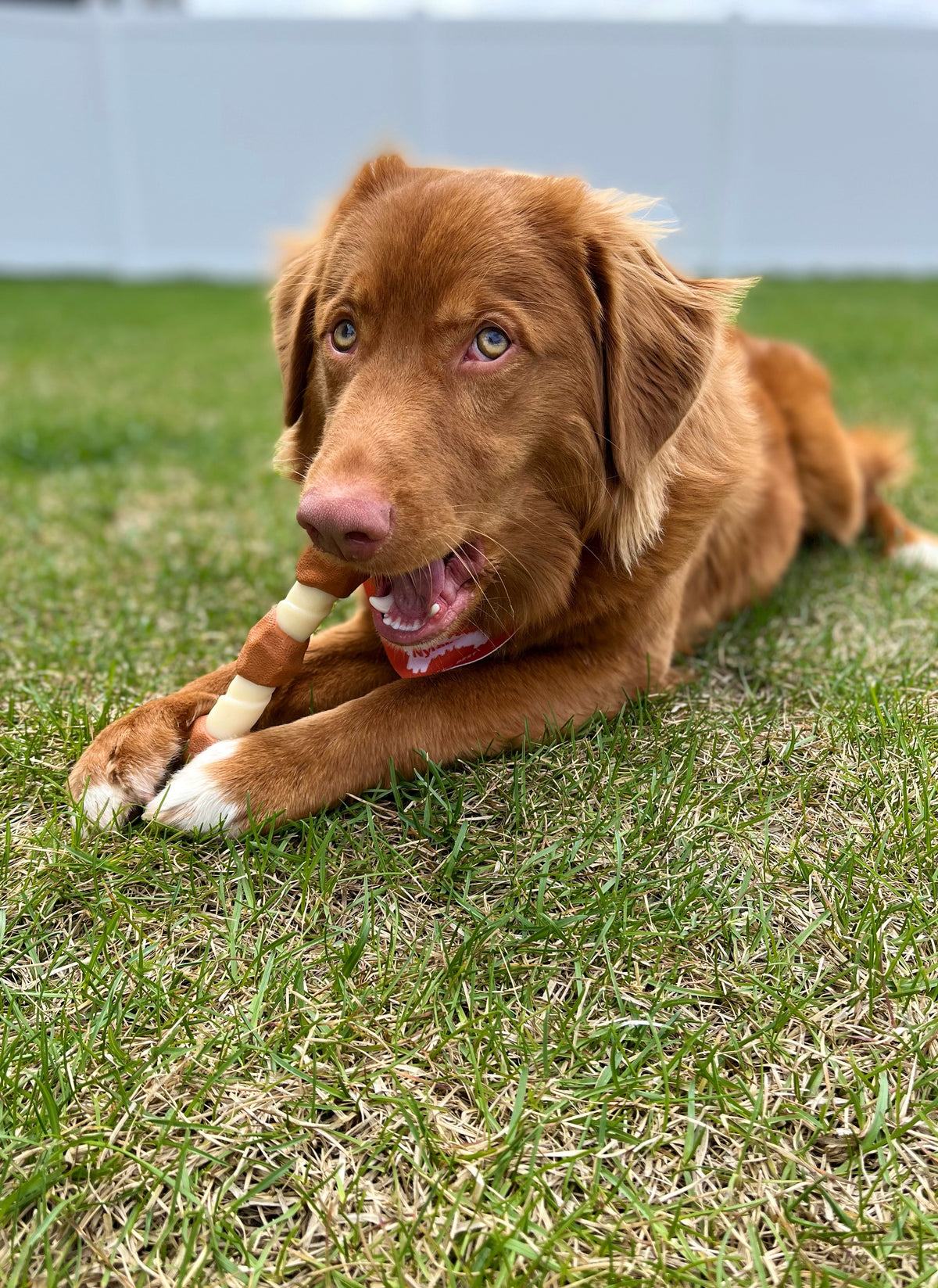 Nylabone Power Chew Shish Kabob Alternative Nylon Chew Toy Chicken Large/Giant - Up to 50 lbs. (1 Count)