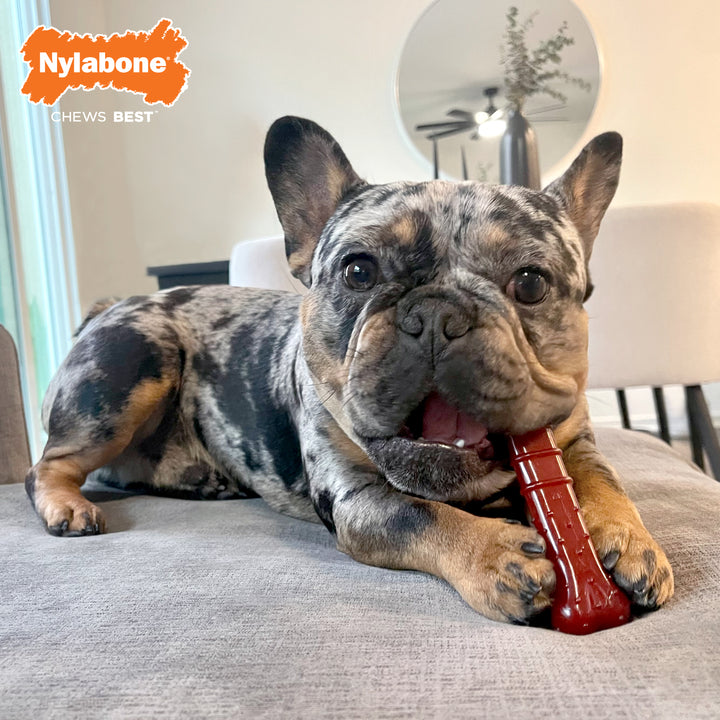 Nylabone Power Chew Basted Blast Textured Bone Dog Chew Toy Bacon &amp; Steak Medium (1 Count)
