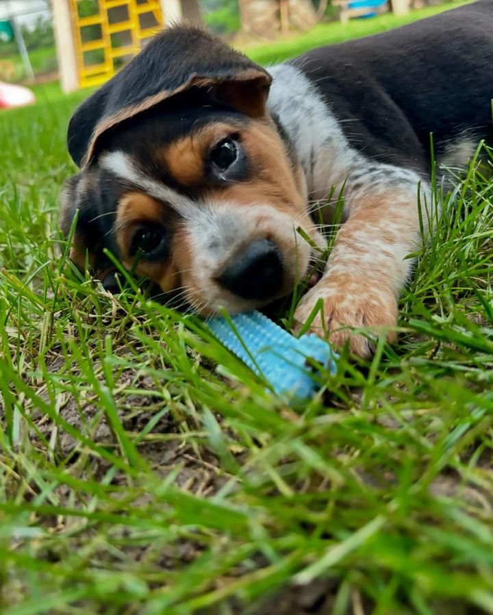 Nylabone Puppy Chew Textured Teething Bone Dog Chew Toy Chicken X-Small (1 Count)