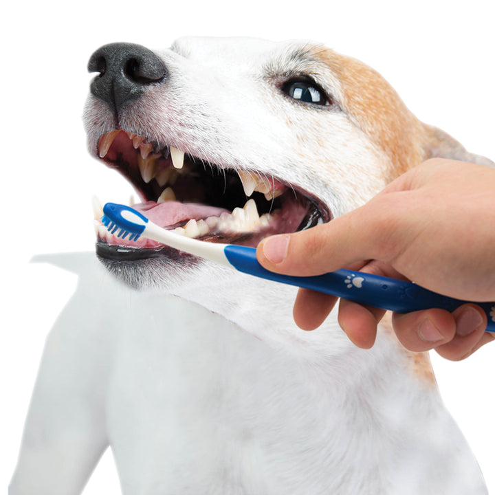 Nylabone Advanced Oral Care Puppy Dental Kit Original 2.5 Ounce (3 Count)